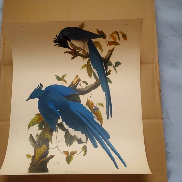 john j. audobon Other - JOHN JAMES AUDUBON (1785-1851) "Columbia Jay, No. 20” Print 1948